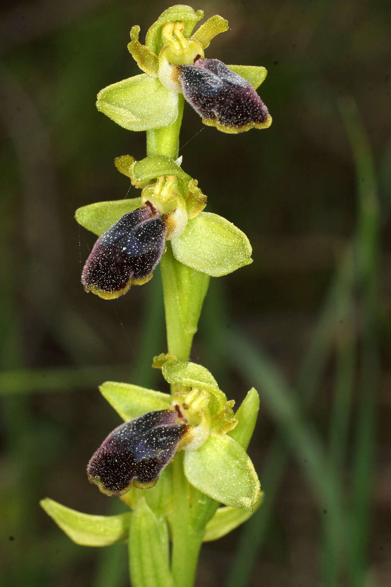 Image of Ophrys fusca subsp. cinereophila (Paulus & Gack) Faurh.