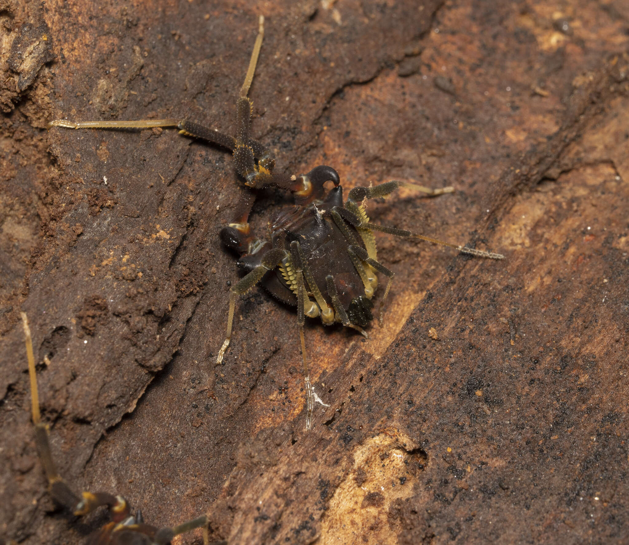 Image of Fonckia gallardoi (Canals 1934)