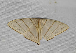 Image of Ditrigona regularis Warren 1922