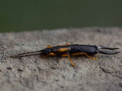 Image of Doru aculeatum (Scudder 1876)