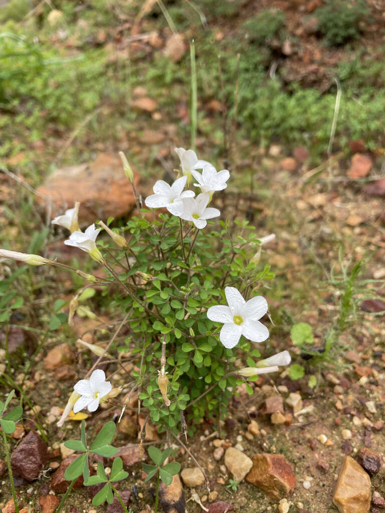 Sivun Oxalis ebracteata Savign. kuva