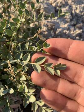 Image of Lavin's milkvetch