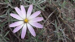 Image of Onoseris hyssopifolia Kunth