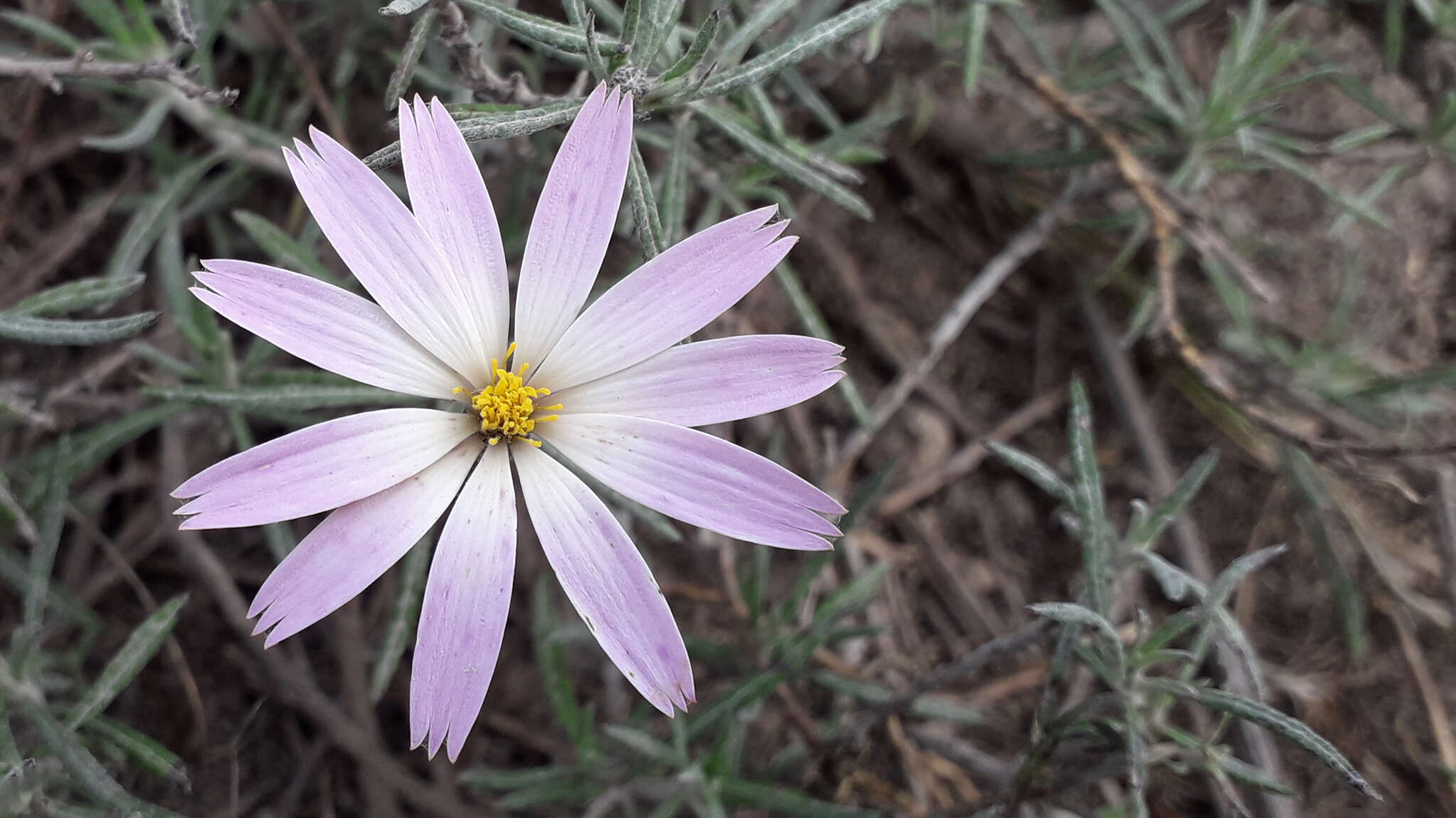 Image of Onoseris hyssopifolia Kunth