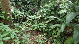 Image of Impatiens auricoma Baill.