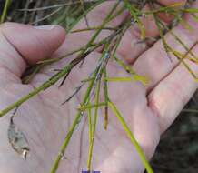 صورة Genista polyanthos Willk.