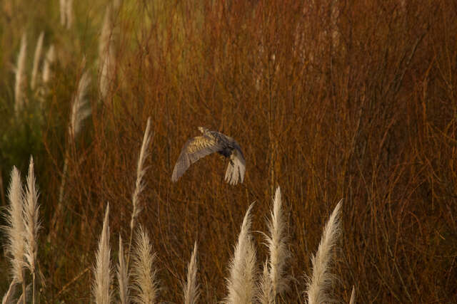 Image of Australasian Bittern