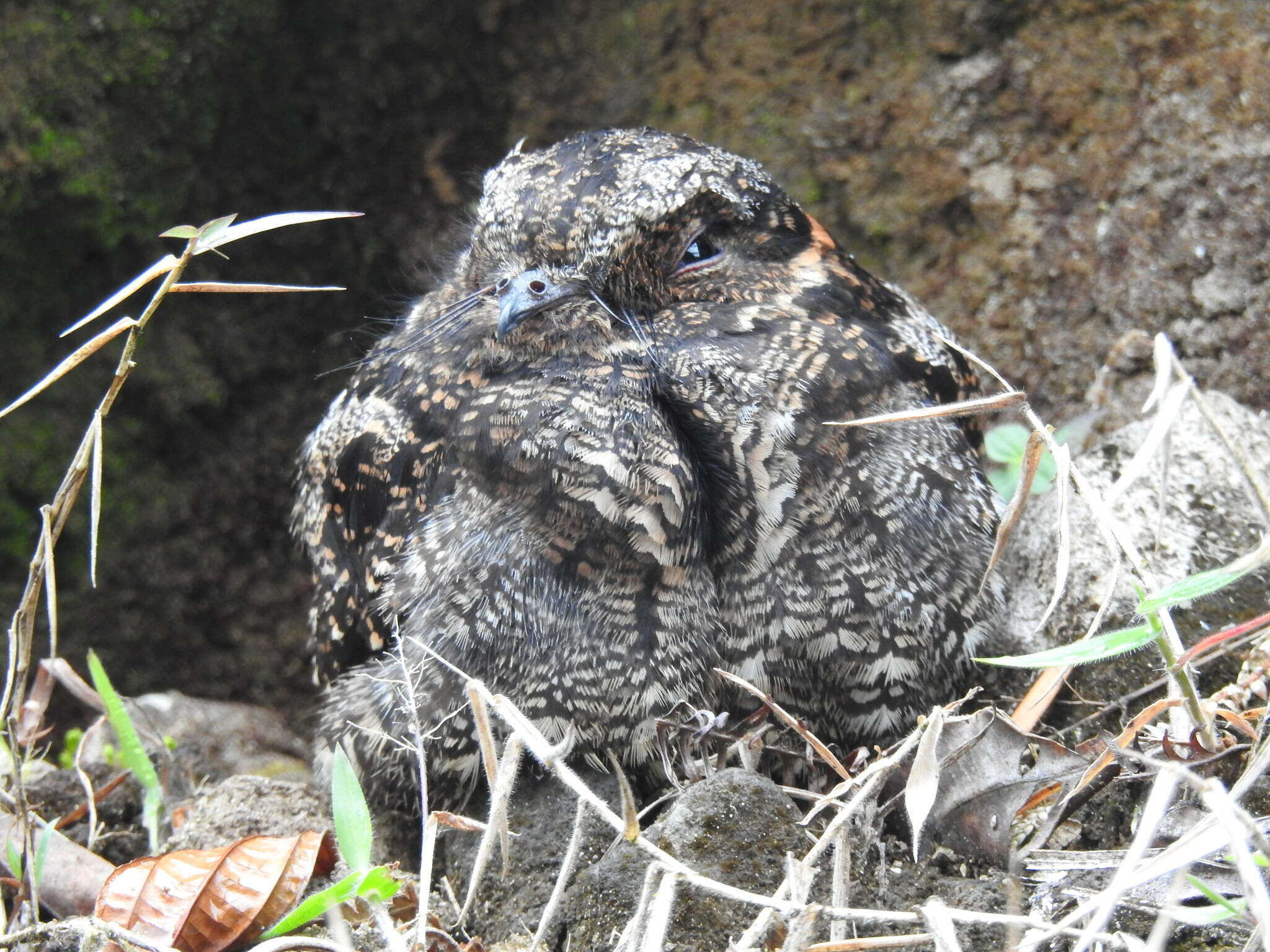 Image of Lyre-tailed Nightjar