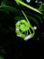 Image of Solanum endopogon subsp. guianense (Bohs) Bohs