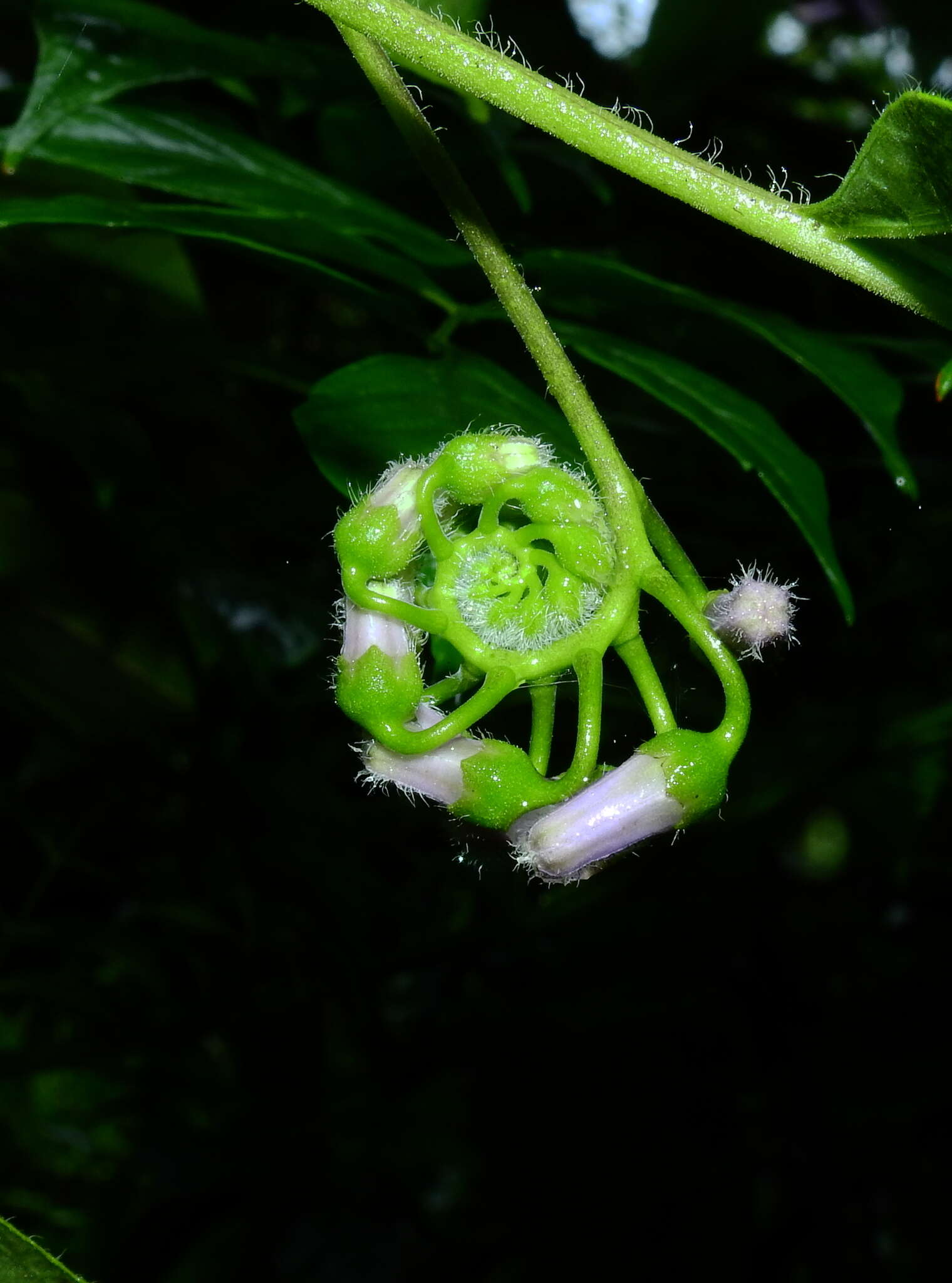 Plancia ëd Solanum endopogon subsp. guianense (Bohs) Bohs