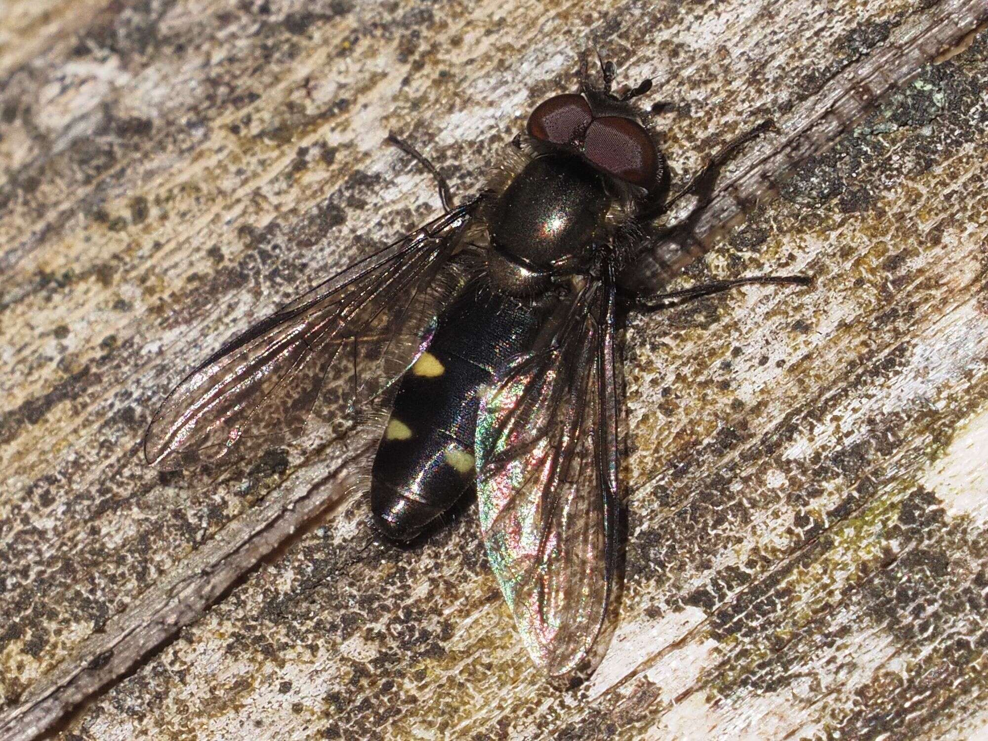 Image of Melangyna quadrimaculata (Verrall 1873)