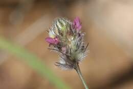 Plancia ëd Dalea filiformis A. Gray