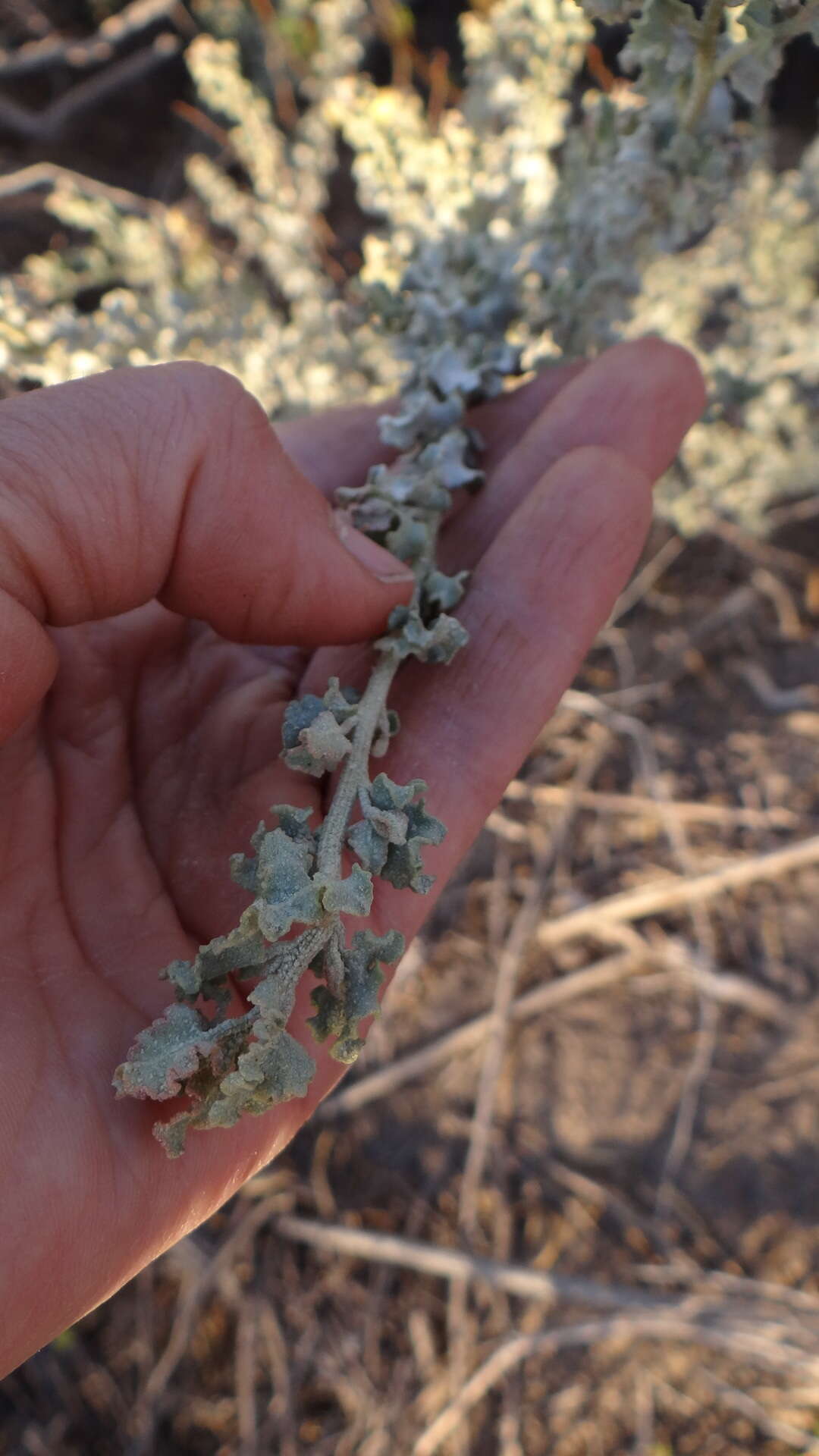 Image of wavy-leaved saltbush