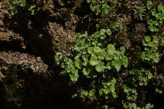 Image of Hapeman's Coolwort