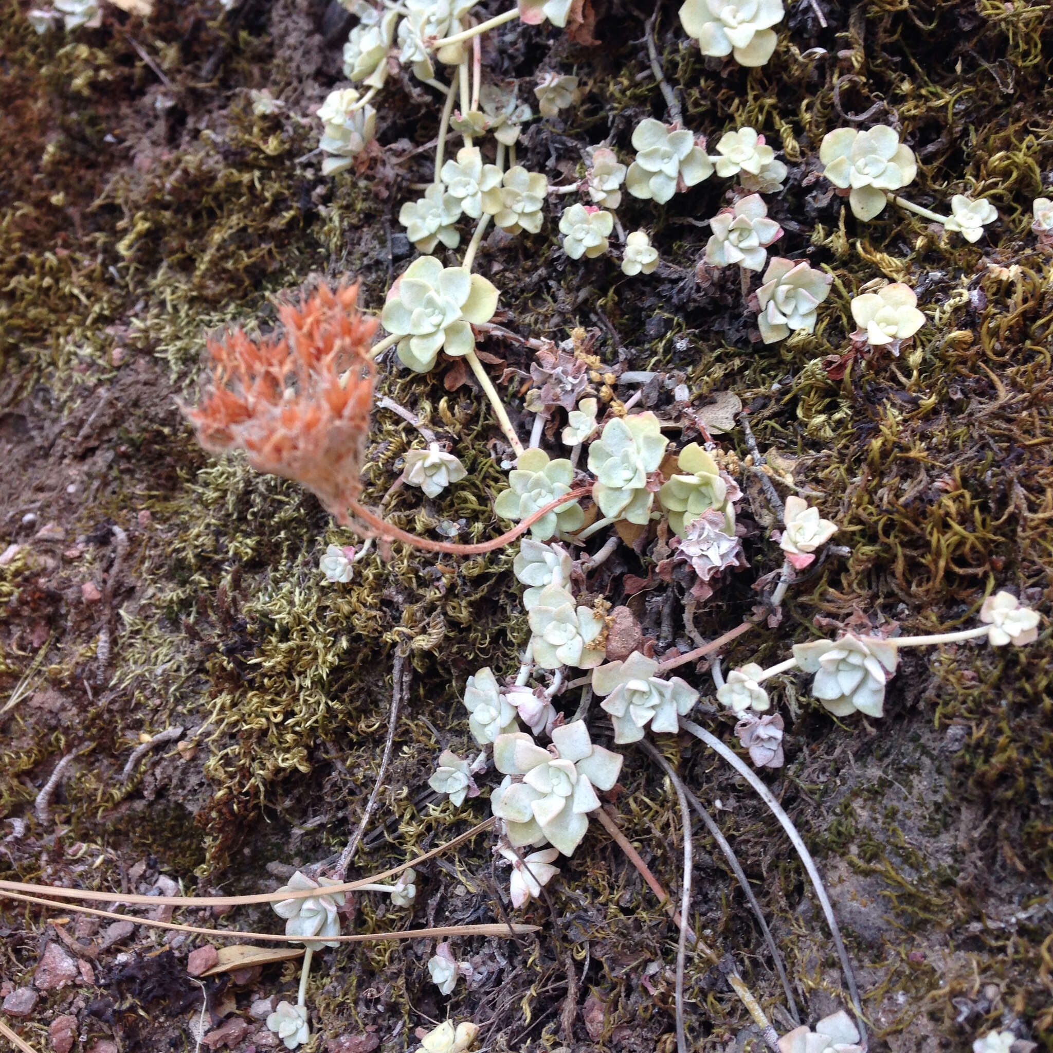 Image of broadleaf stonecrop