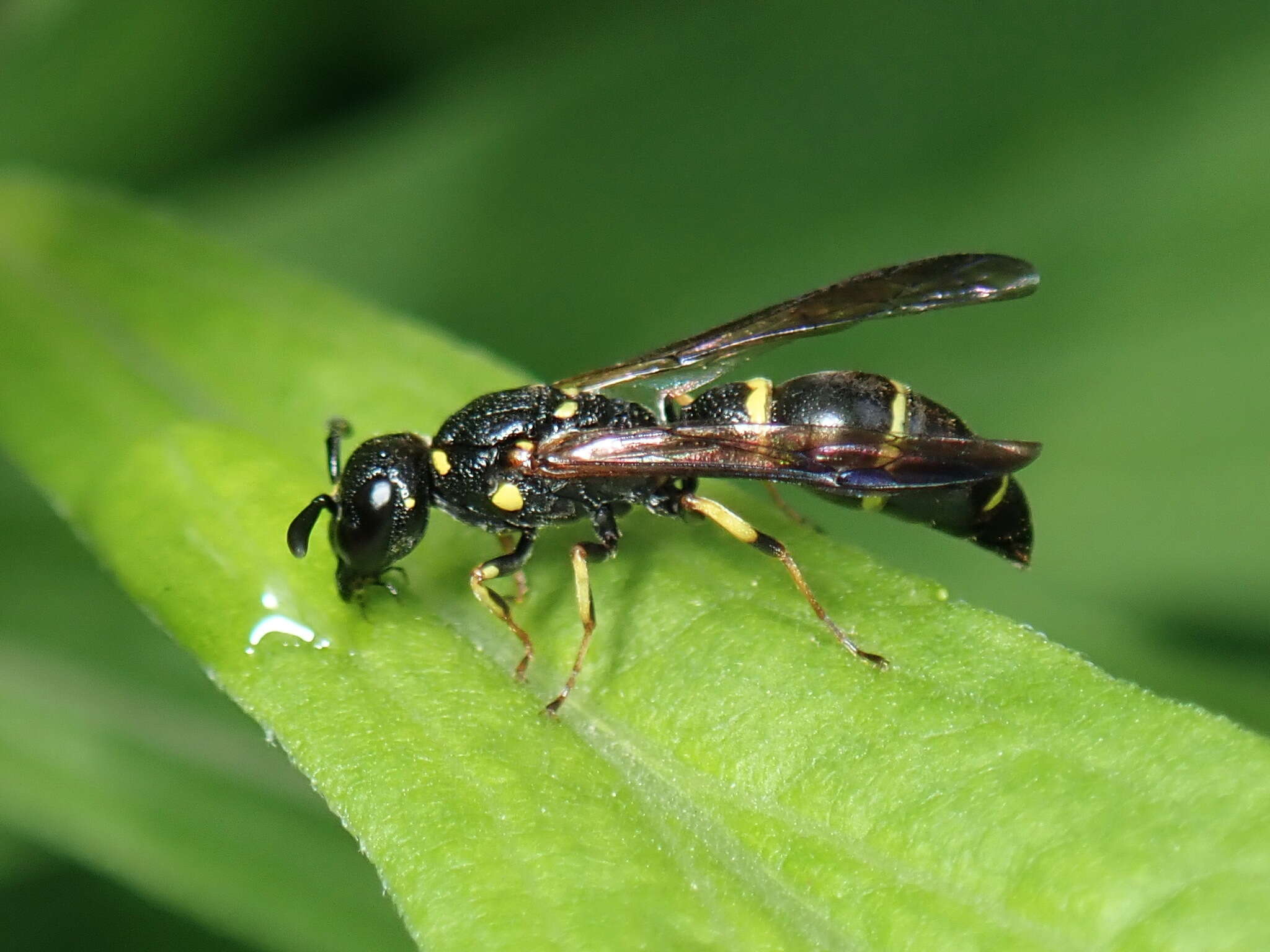 Sivun Symmorphus canadensis (de Saussure 1855) kuva