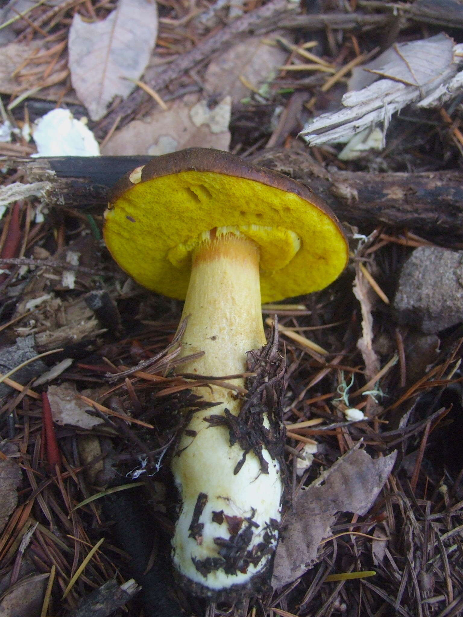 Image of Aureoboletus citriniporus (Halling) Klofac 2010