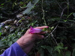 Image of <i>Ipomoea peteri</i>