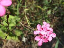 Image of Kohautia grandiflora DC.