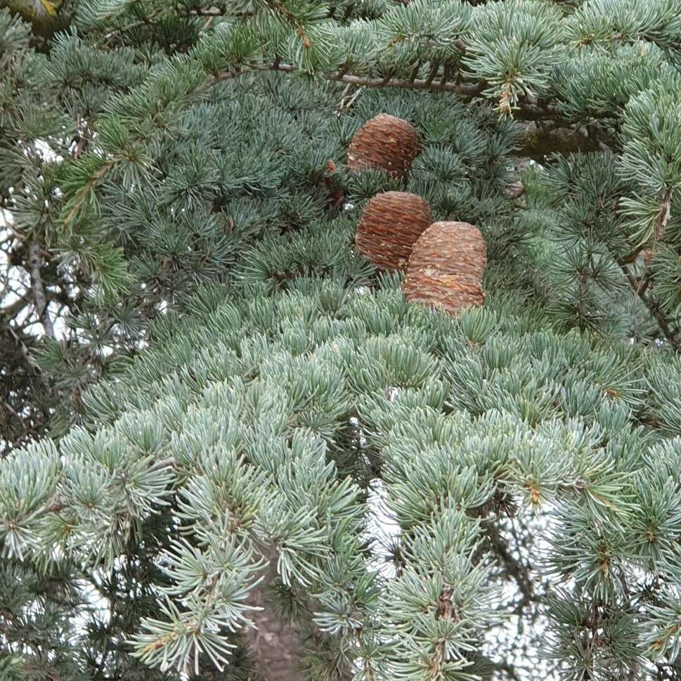 Image of Atlas Cedar