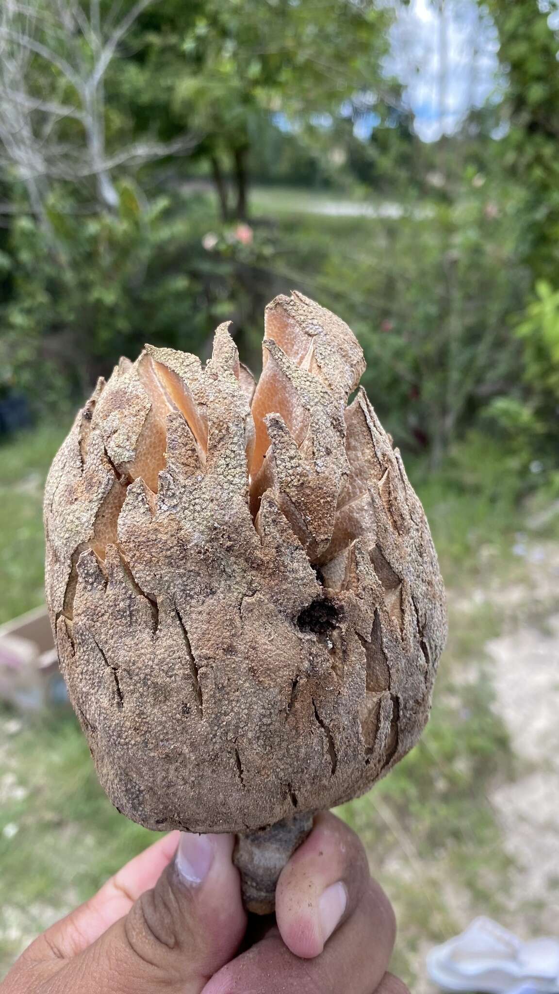 Image of Magnolia lacandonica A. Vázquez, Pérez-Farr. & Mart.-Camilo