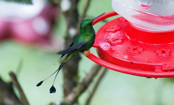 Image of Rufous-booted Racket-tail