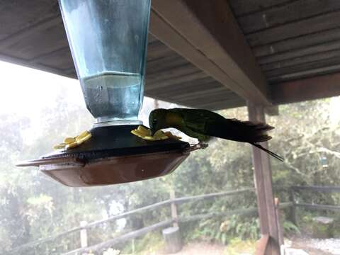 Image of Golden-breasted Puffleg