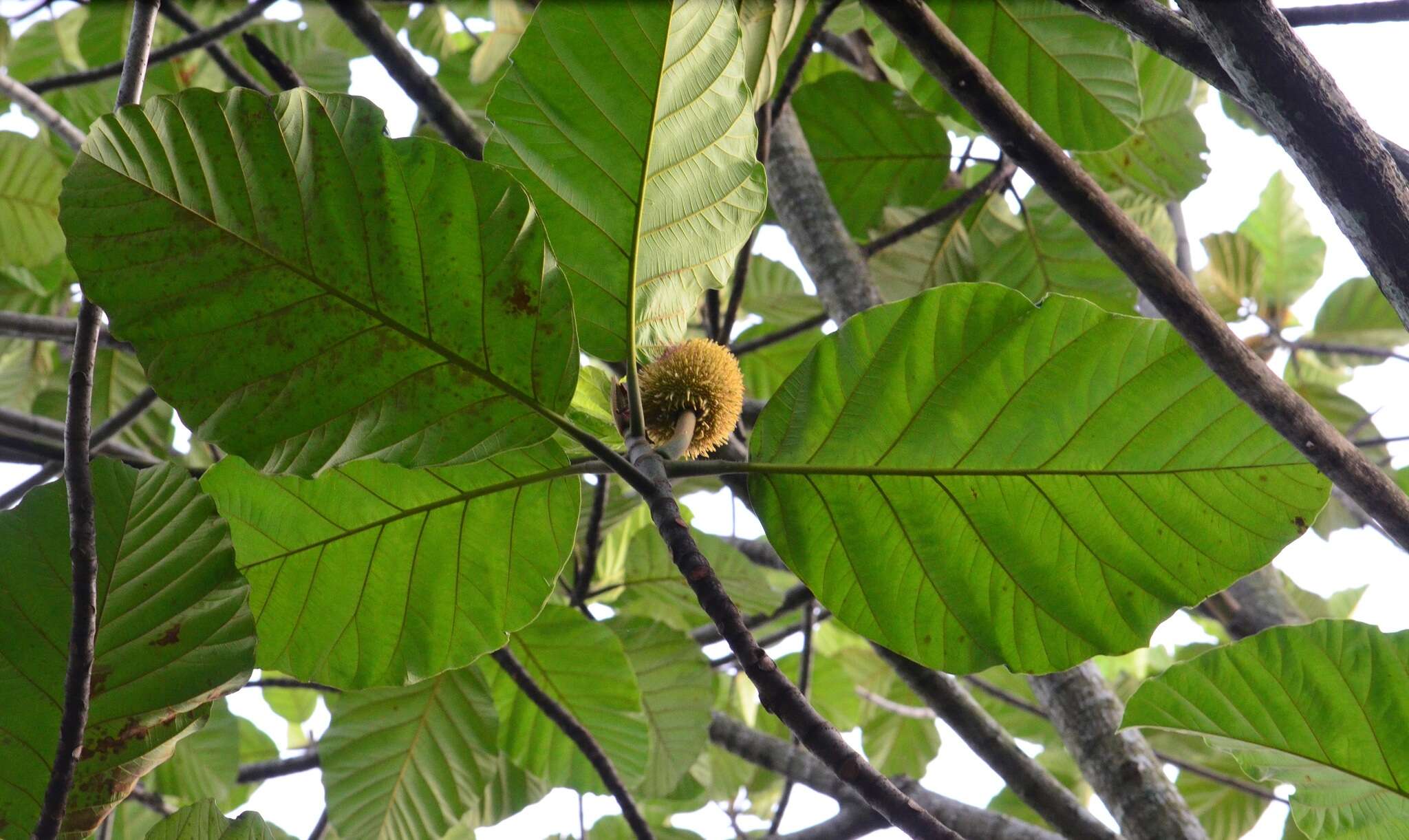 Image de Artocarpus elasticus Reinw. ex Bl.