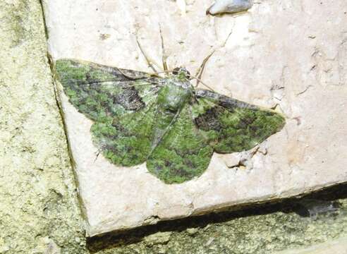 Image of Aeolochroma turneri Lucas 1890