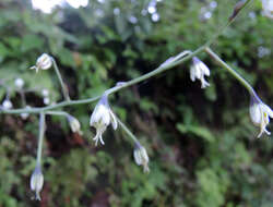 Image de Anticlea virescens (Kunth) Rydb.