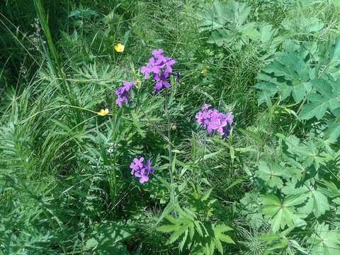 Слика од Hesperis sibirica L.