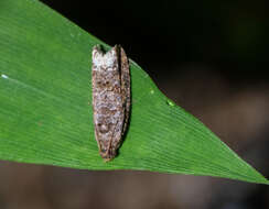 Image of Dudua hemigrapta Meyrick 1931