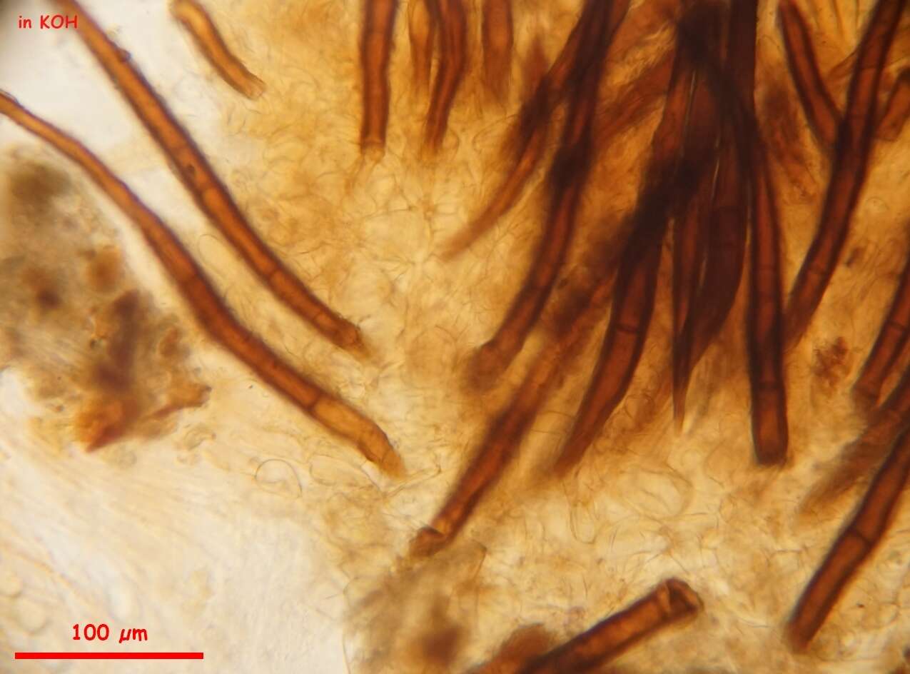 Image of Scutellinia nigrohirtula (Svrček) Le Gal 1964