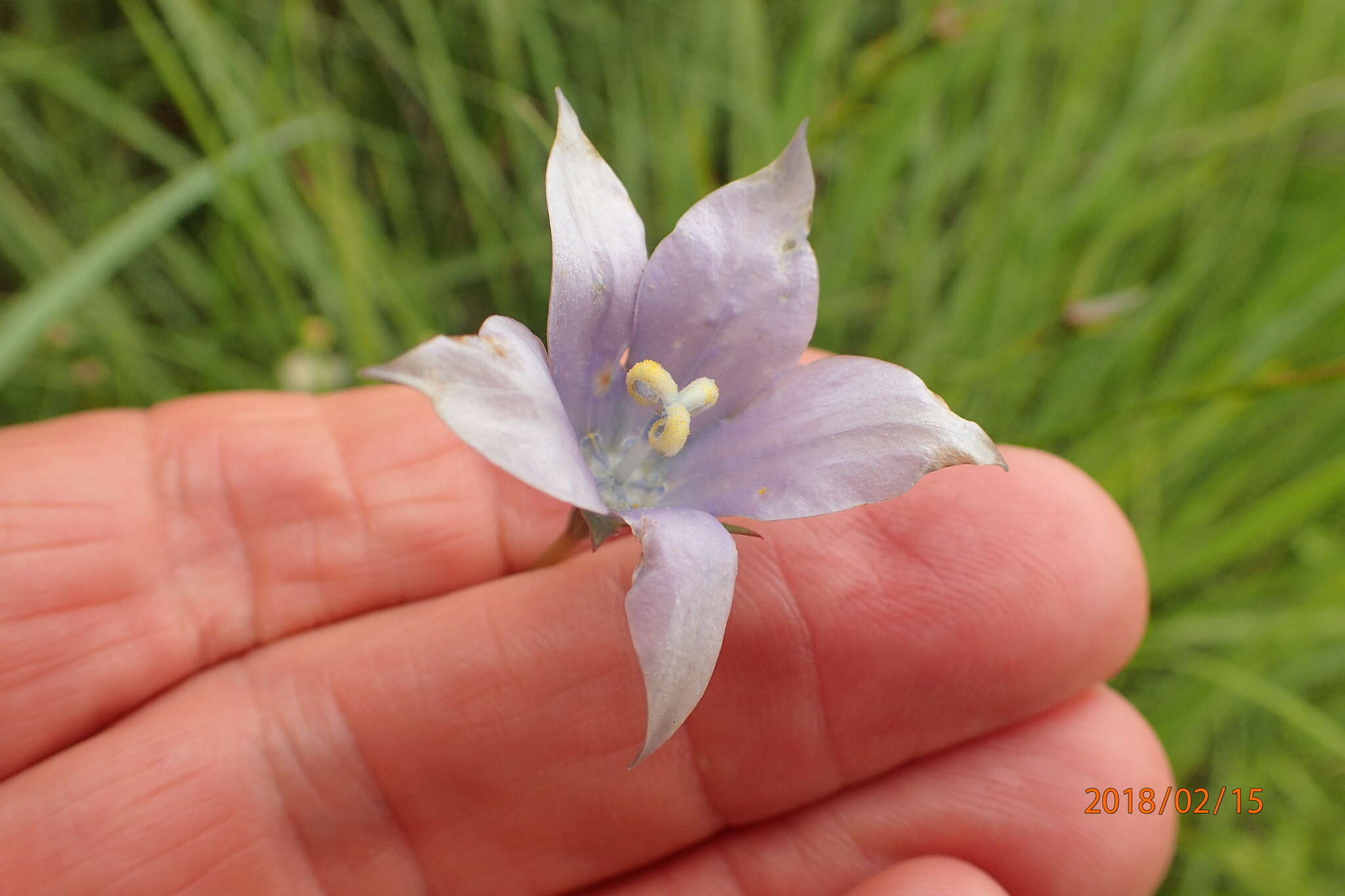 Image of Wahlenbergia krebsii Cham.