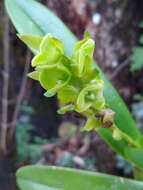 Image of Epidendrum alvarezdeltoroi Hágsater