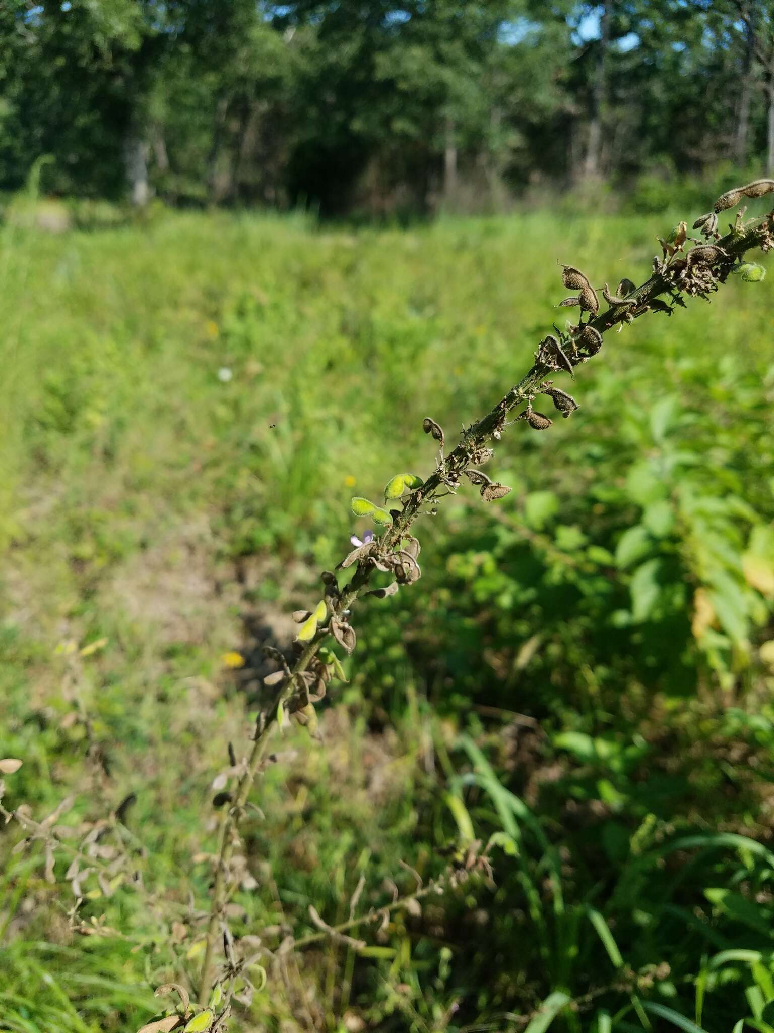 Imagem de Desmodium sessilifolium Torr. & A. Gray