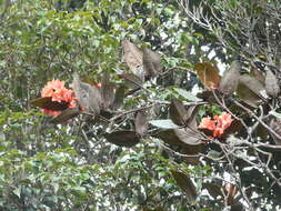 Image of Rhododendron fallacinum Sleum.