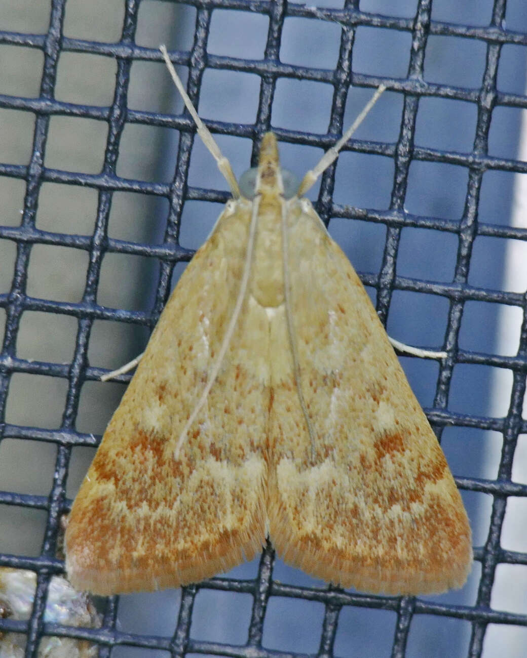 Image of Garden Webworm Moth