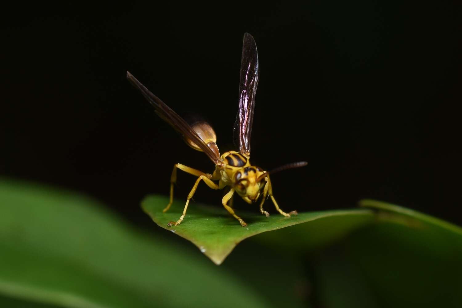 Image of Agelaia pallipes (Olivier 1791)