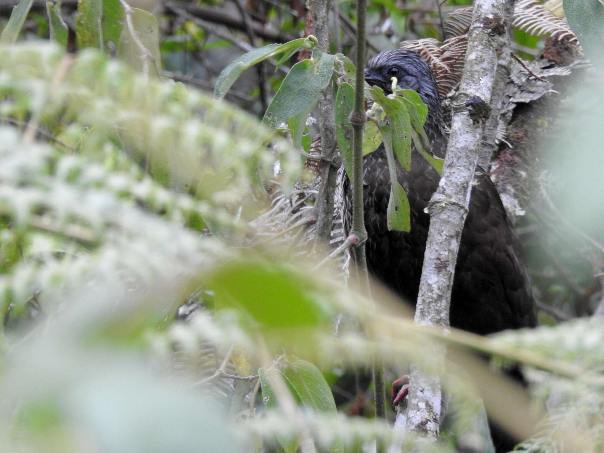 Image of Andean Guan