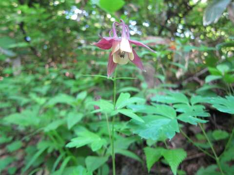 Image of Aquilegia buergeriana Sieb. & Zucc.