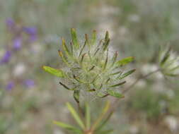 صورة Asperula setosa Jaub. & Spach