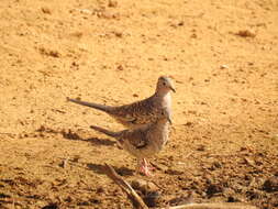 Image of Scaled Dove