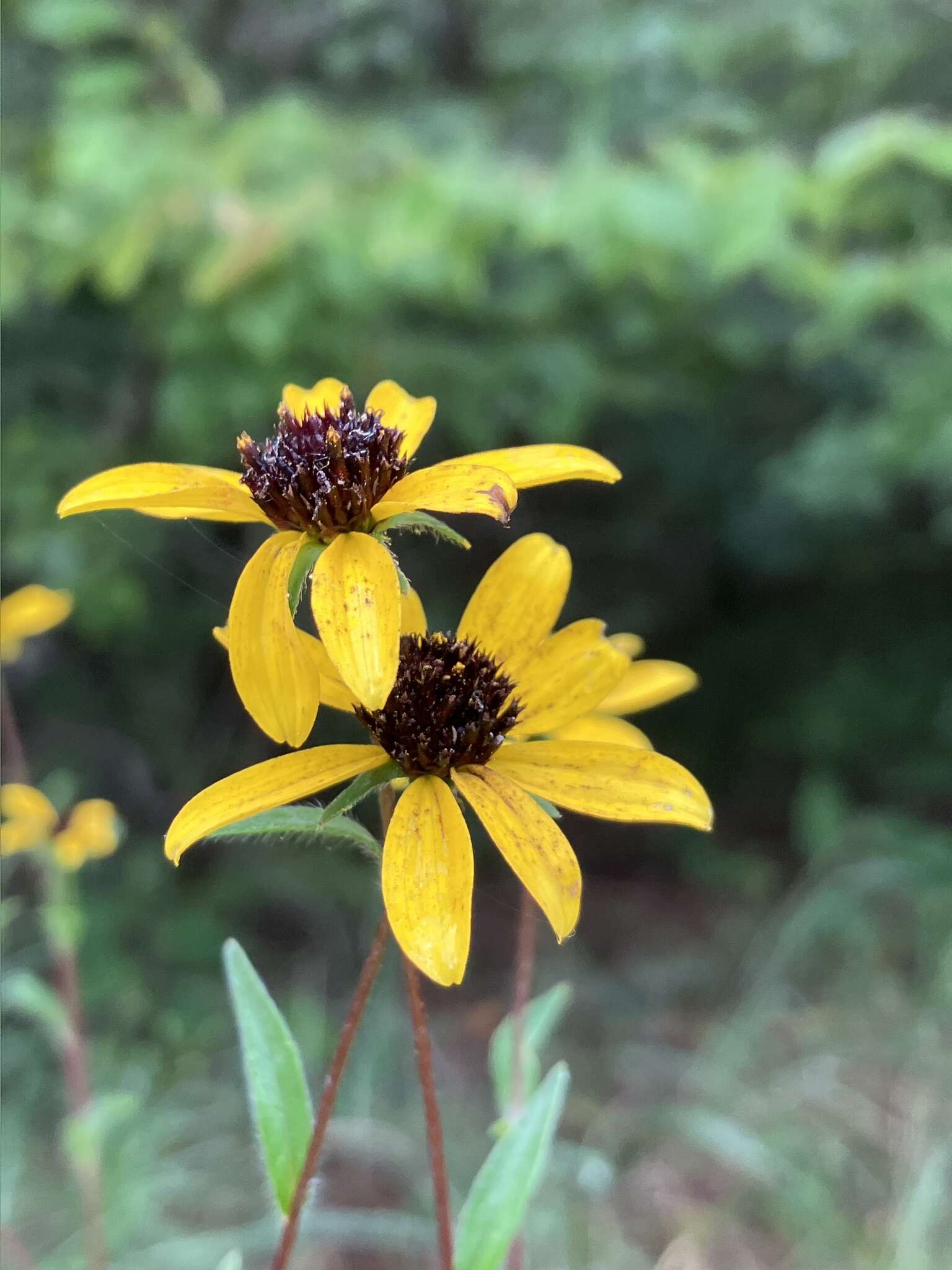 Image of browneyed Susan