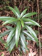 Image of Daphne kiusiana var. atrocaulis (Rehd.) F. Maekawa