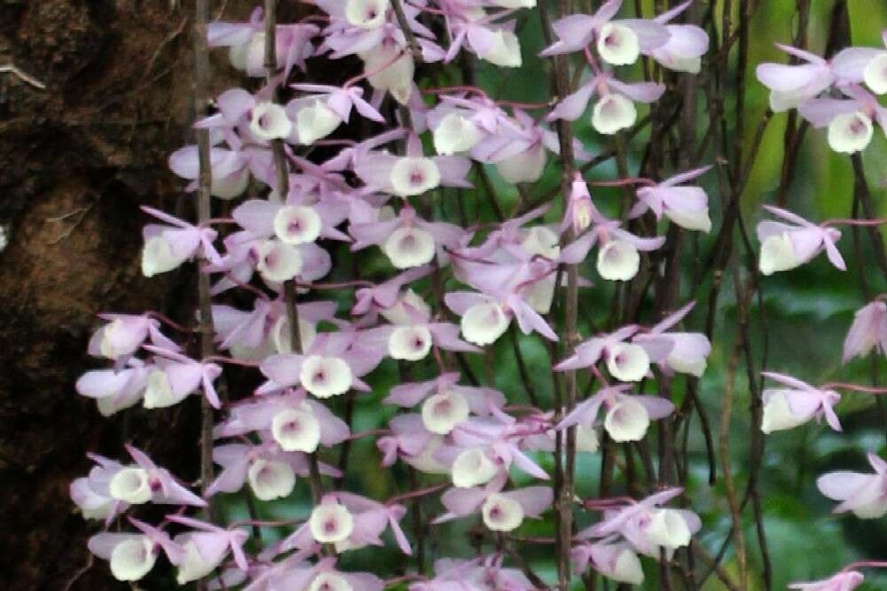 Image of Hooded orchid