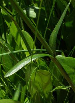 Image of Chironia palustris subsp. transvaalensis (Gilg) Verdoorn