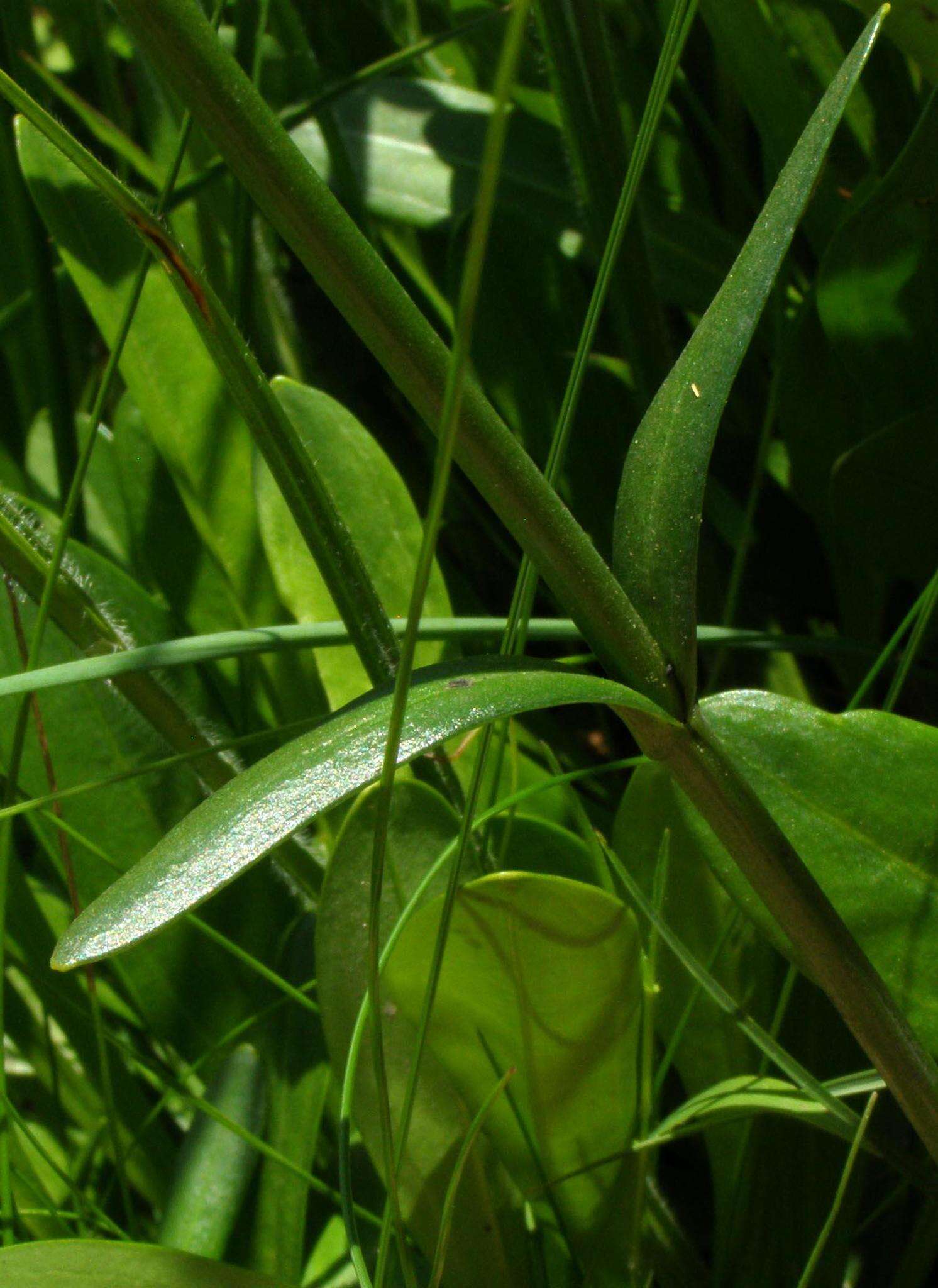 Chironia palustris subsp. transvaalensis (Gilg) Verdoorn resmi