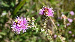 Imagem de Melaleuca squamea Labill.