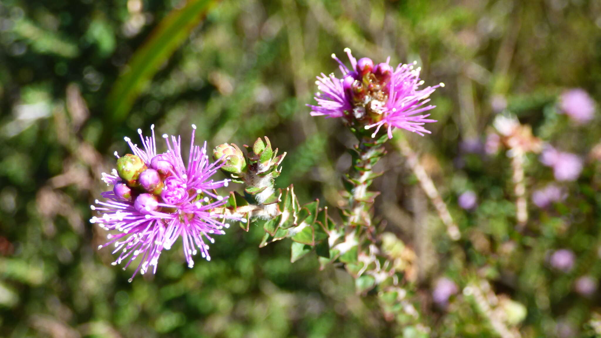 Imagem de Melaleuca squamea Labill.